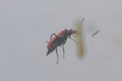 Anthocomus rufus
