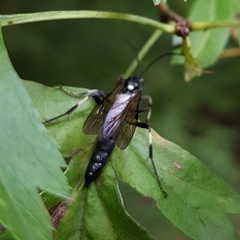 Coelichneumon