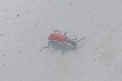 Anthocomus rufus