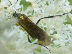 Tenthredo finschi
