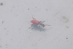 Anthocomus rufus