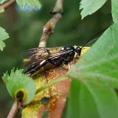 Coelichneumon