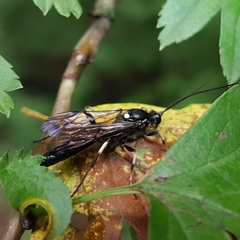 Coelichneumon