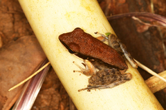 Sylvirana mortenseni