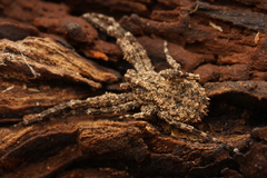 Stephanopis altifrons