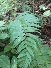 Homalosorus pycnocarpos