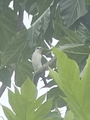 Todiramphus saurophagus