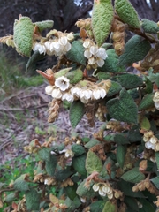 Lasiopetalum