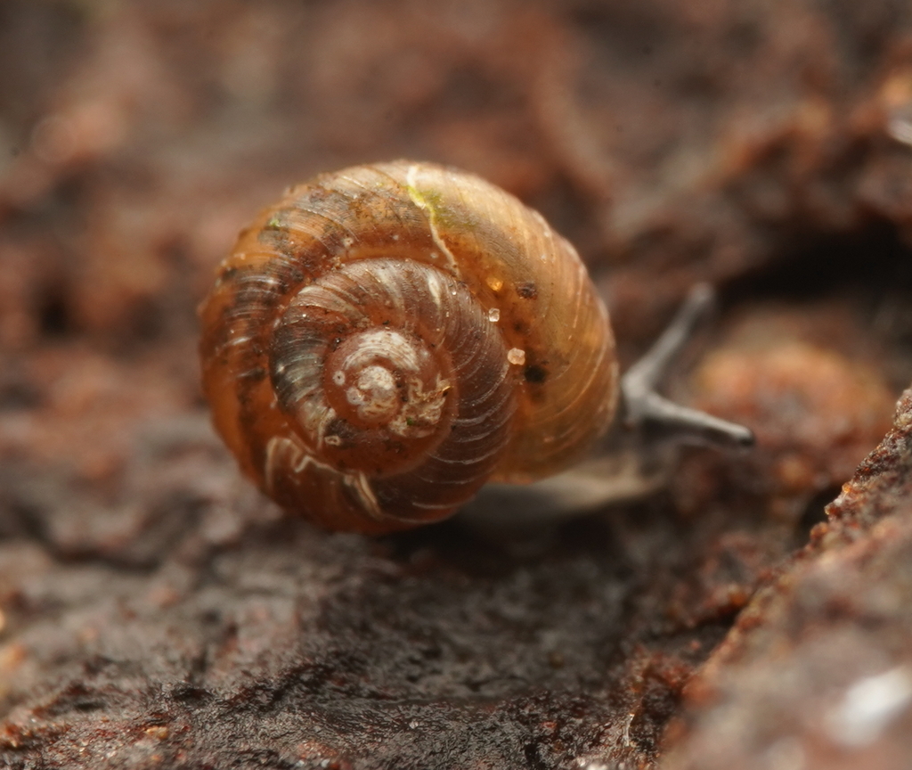 Dot Snails