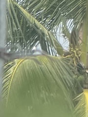 Todiramphus saurophagus