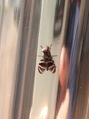 Pterotaenia
