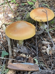 Amanita basii