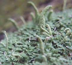 Cladonia ochrochlora