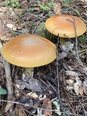 Amanita basii