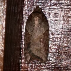 Acleris macdunnoughi