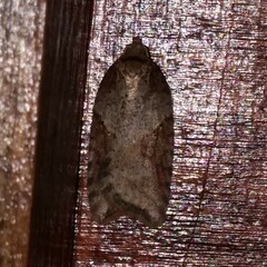 Acleris macdunnoughi