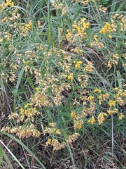 Euthamia caroliniana