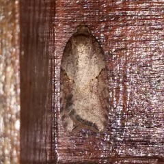 Acleris macdunnoughi