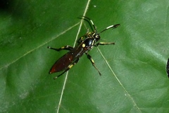 Ichneumon