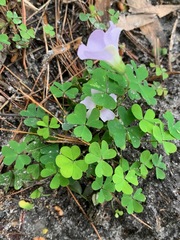 Oxalis incarnata