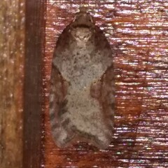 Acleris macdunnoughi