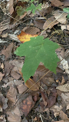 Hydrophyllum canadense