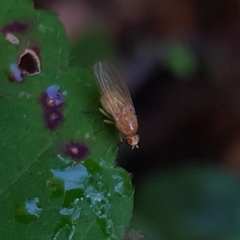 Chyromyidae