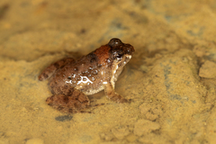 Occidozyga martensii