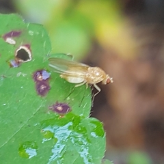 Chyromyidae