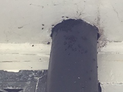 Tetragonula carbonaria