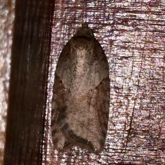 Acleris macdunnoughi