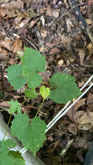 Vitis rotundifolia