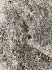 Curculionoidea