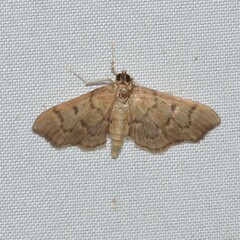 Herpetogramma phaeopteralis