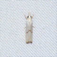 Microcrambus biguttellus