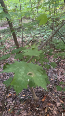 Acer floridanum
