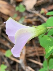 Oxalis incarnata