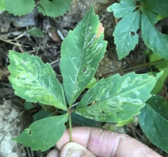 Phyllocnistis vitegenella