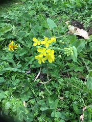 Brassiceae