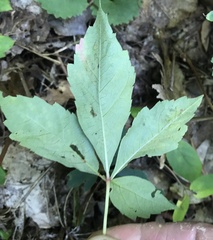 Phyllocnistis vitegenella