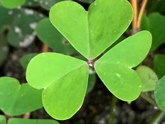 Oxalis incarnata