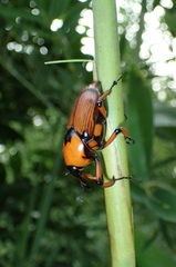 Cyrtotrachelus thompsoni