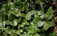 Oxalis strigosa