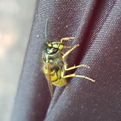 Vespula vulgaris