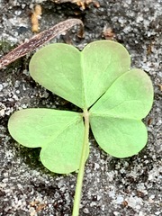 Oxalis incarnata
