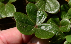 Oxalis strigosa