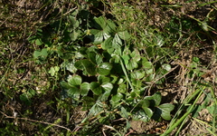 Oxalis strigosa
