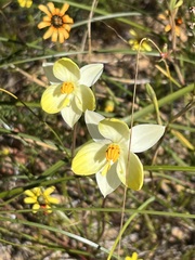 Cyanella