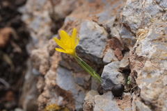 Sternbergia lutea