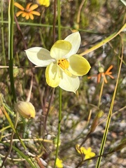 Cyanella